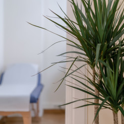 Omicron Acupuncture Iatreio_12